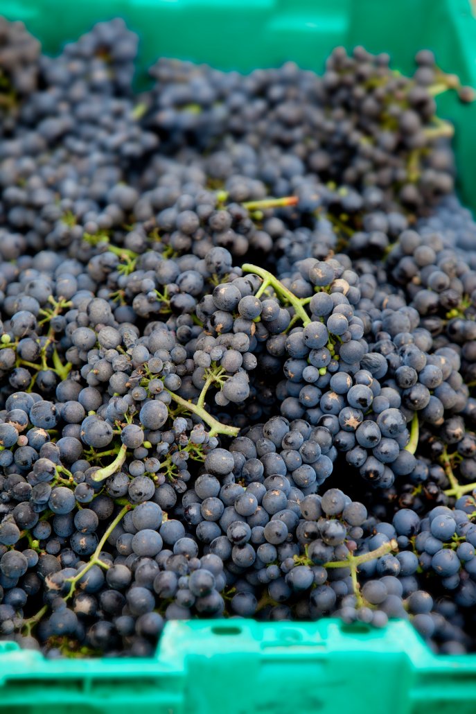 Pinot Noir in Harvest Bins